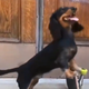 Image for article titled Extremely cool skateboarding dachshund is this generation's Spuds MacKenzie